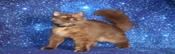 British Shorthair cats for sale: Retired British Shorthair/Longhaired females - Advert 14