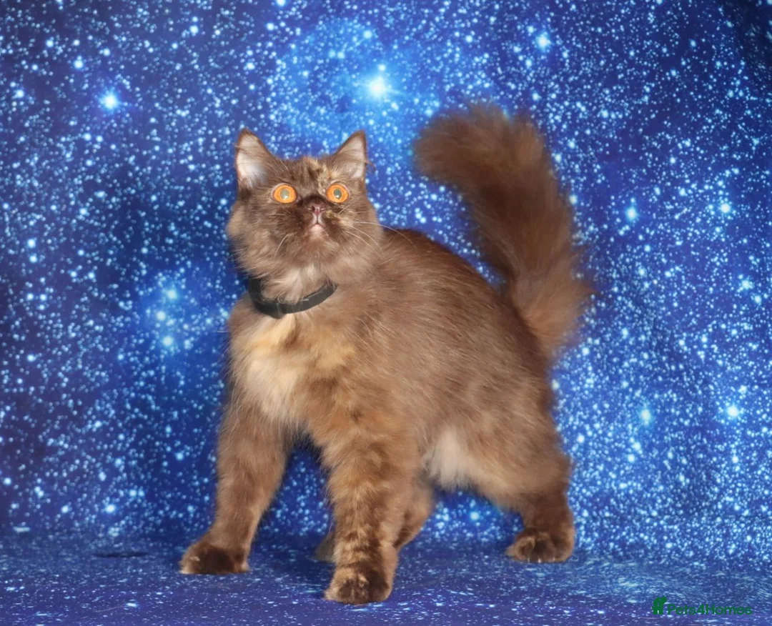 British Shorthair cats for sale: Retired British Shorthair/Longhaired females - Advert 14