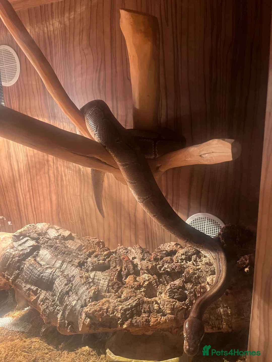 Python Snake reptiles for sale: Royal python  in Chesterfield - Advert 4