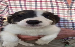 Border Collie dogs for sale: Pure border collies ready now  - Image 10