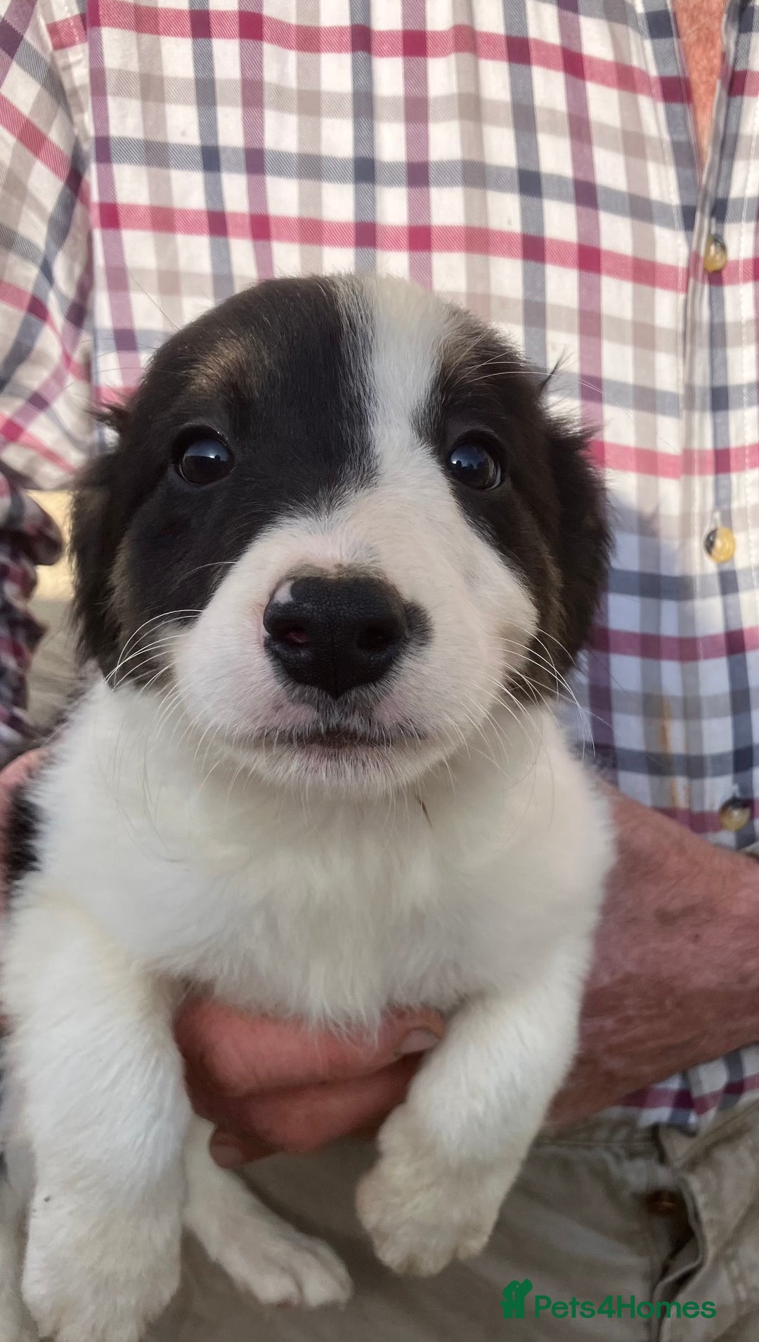 Border Collie dogs for sale: Pure border collies ready now  - Image 10