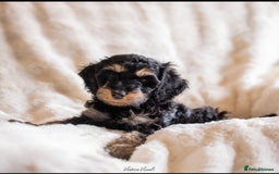 Cockapoo dogs for sale: Extensively health tested Cockapoo puppy’s  - Image 10