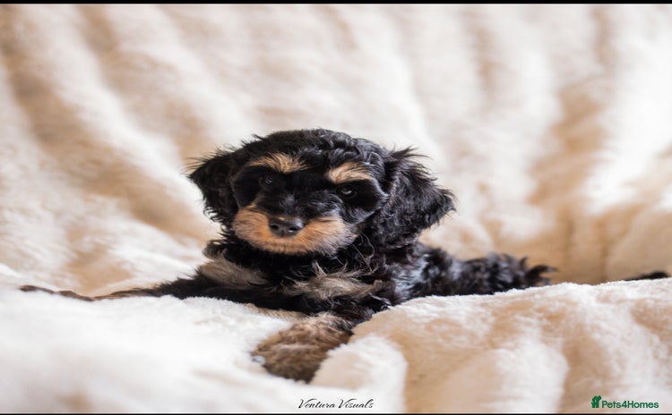 Cockapoo dogs - Advert 14