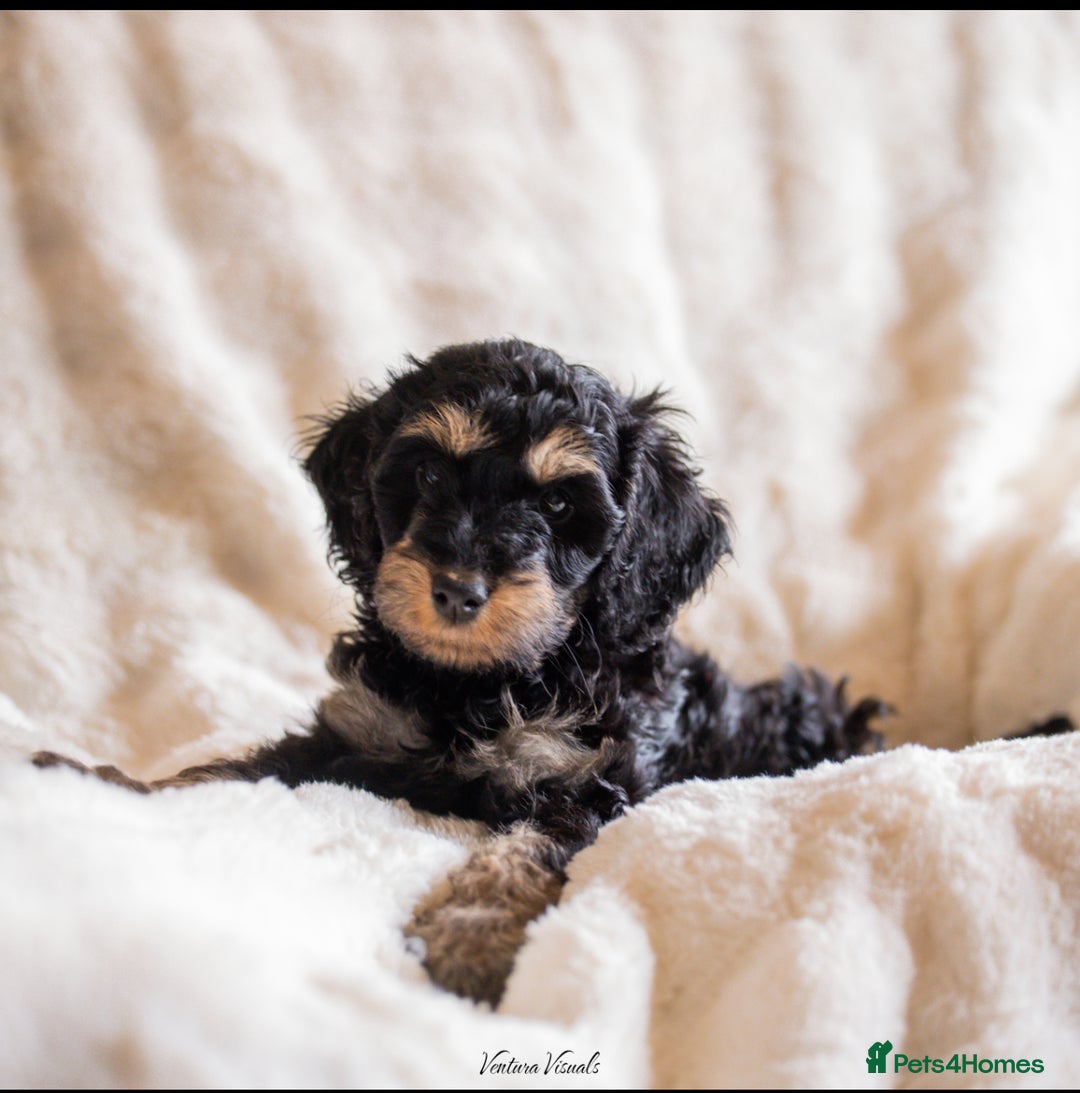 Cockapoo dogs for sale: Extensively health tested Cockapoo puppy’s  - Image 10