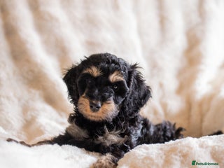 Cockapoo dogs Extensively health tested Cockapoo puppy’s - Advert 5