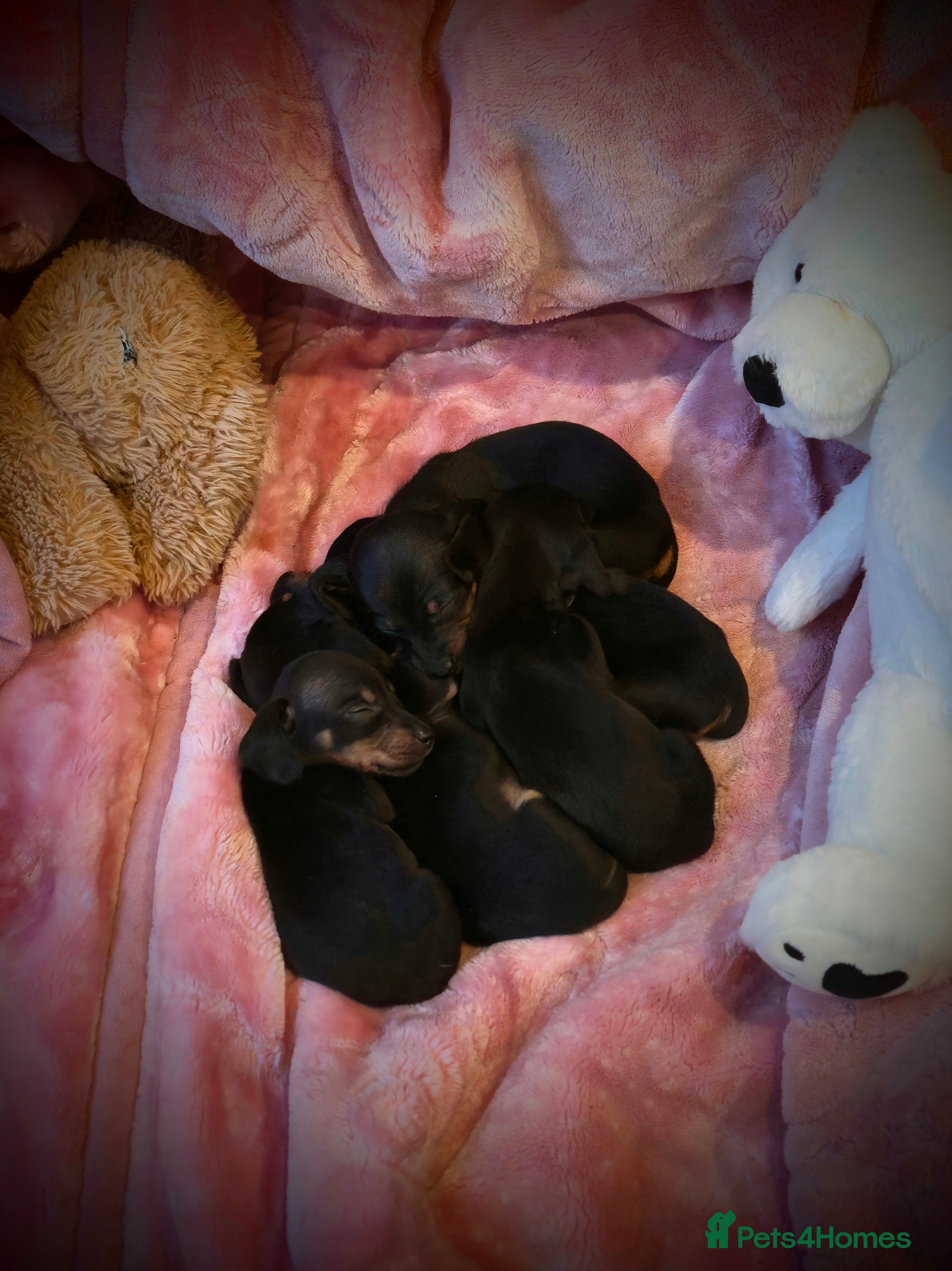 Miniature Dachshund dogs BEAUTIFUL MINIATURE DACHSHUND PUPPIES  - Advert 1