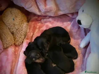 Miniature Dachshund dogs BEAUTIFUL MINIATURE DACHSHUND PUPPIES - Advert 1