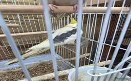 Cockatiels birds for sale: Breeding pair Tame Cockatiels - Image 2