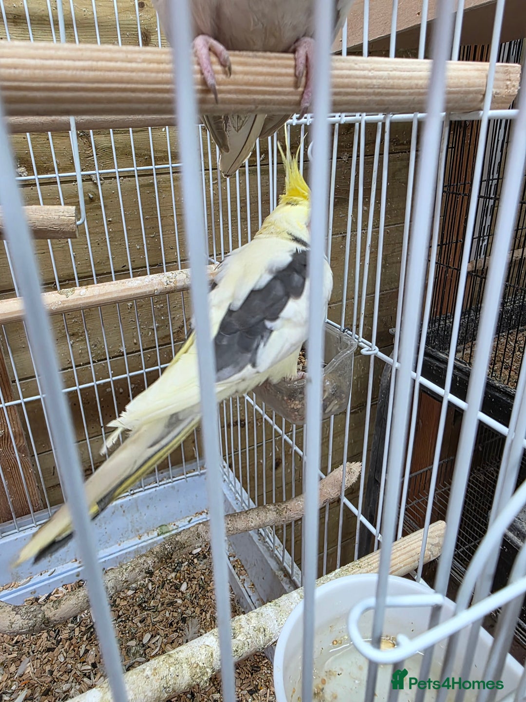 Cockatiels birds for sale: Breeding pair Tame Cockatiels - Image 2