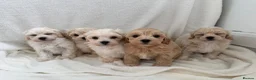 Maltipoo dogs for sale:  **  Maltipoo puppy’s  in Swanley - Advert 13