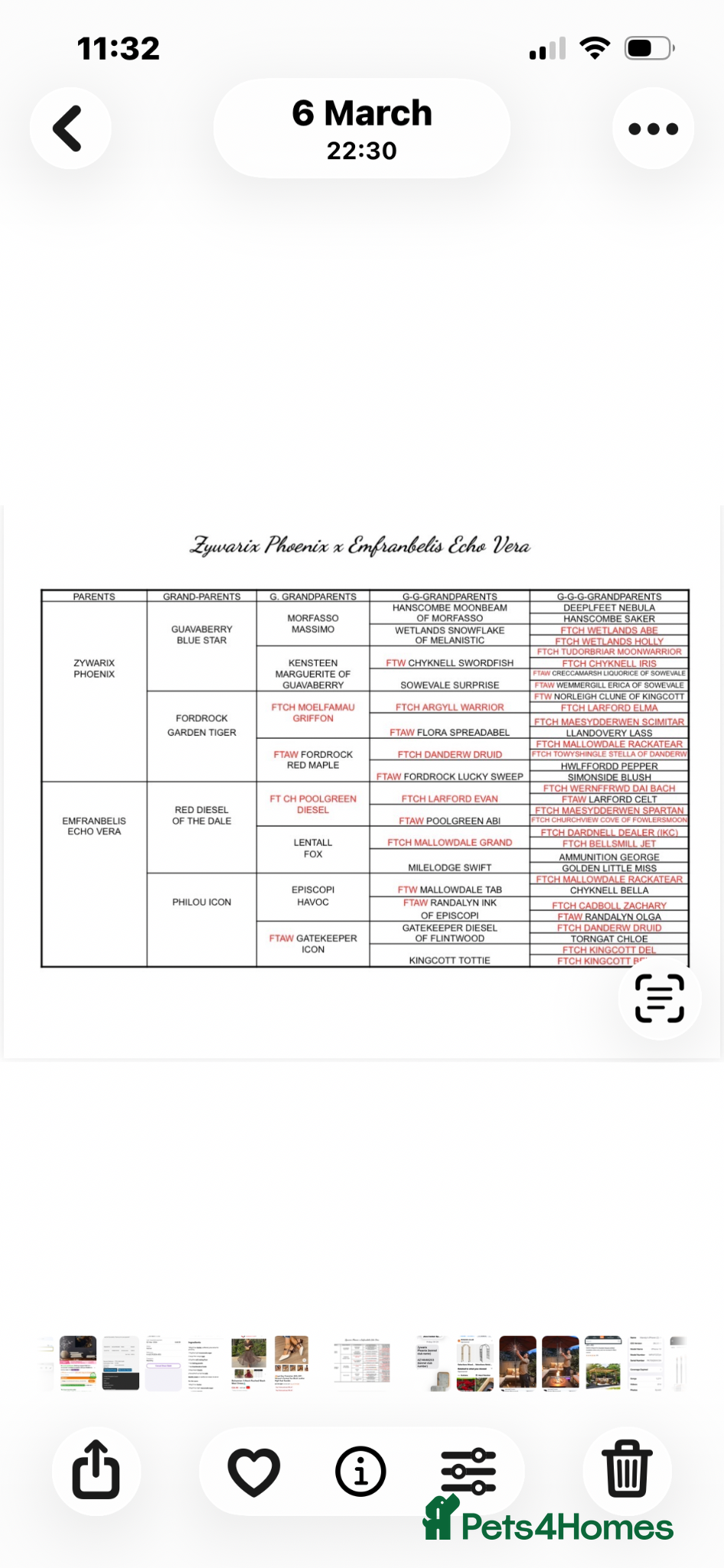 Cocker Spaniel dogs  Black KC Registered W C Spaniel puppies - Advert 2