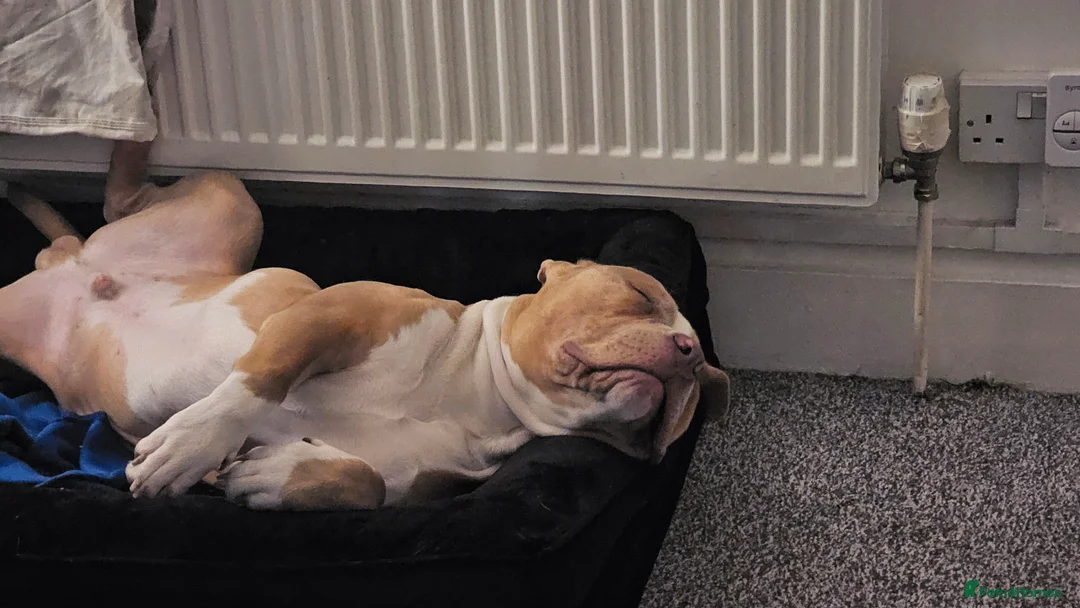 Mixed Breed dogs for sale: Beautiful boy  - Advert 2