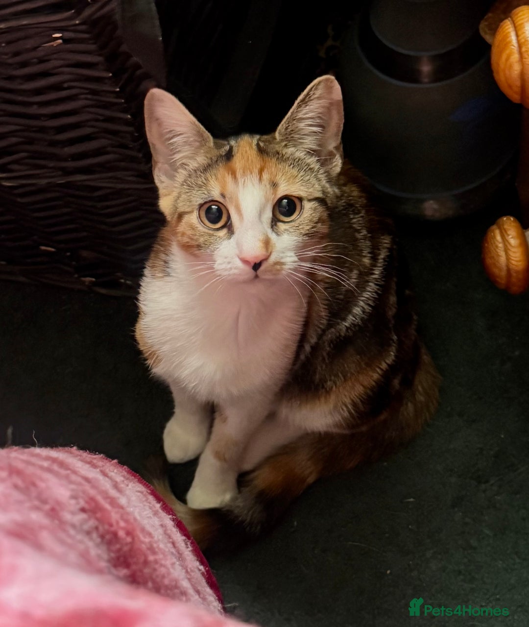 Domestic Shorthair cats for sale: Unique & Beautiful Tabby kitten - Image 7