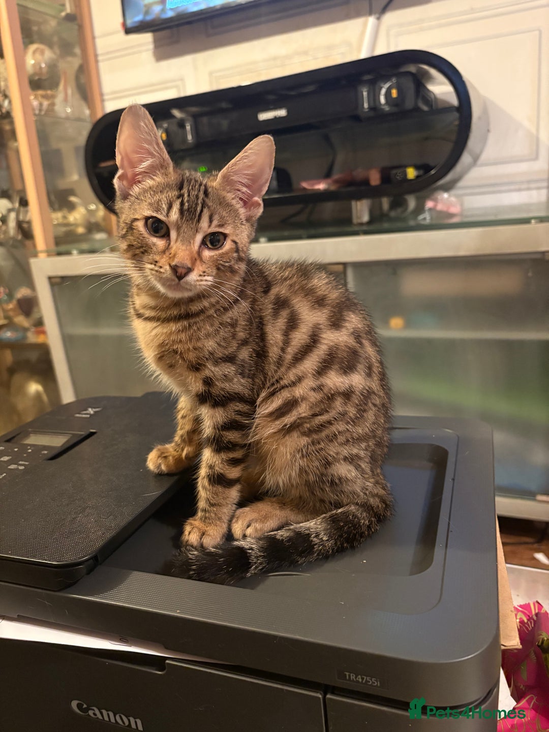 Bengal cats for sale: Bengal kittens tegistered - Image 1