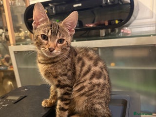 Bengal cats - Advert 24