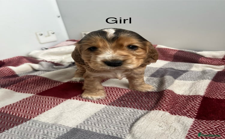 Cocker Spaniel dogs - Advert 10