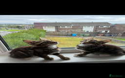 British Shorthair cats for sale: Two male kitties for sale - Image 3