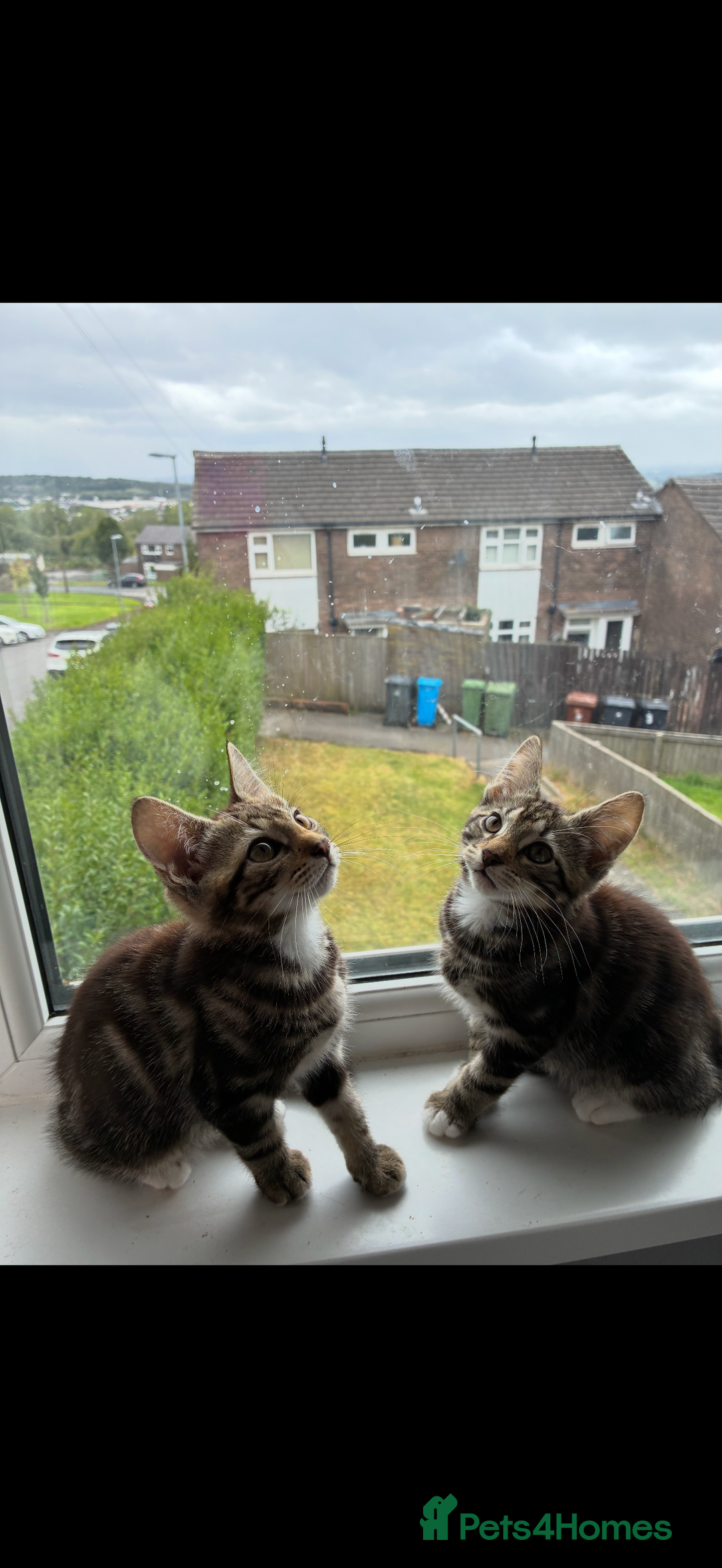 British Shorthair cats for sale: Two male kitties for sale - Image 3