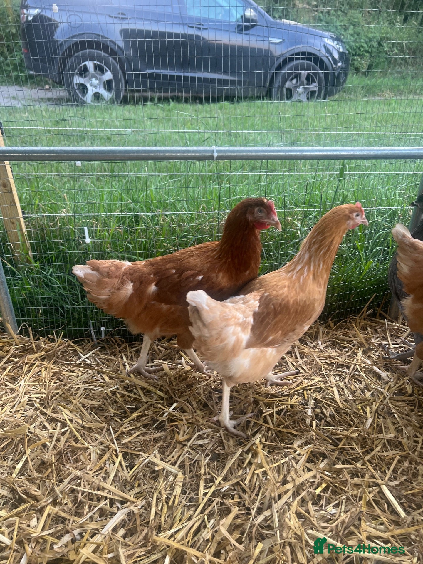 Chickens poultry Point of lay hybrid pullets (hens) - Advert 2