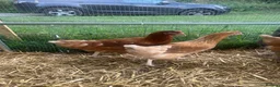 Chickens poultry for sale: Point of lay hybrid pullets (hens) - Advert 2