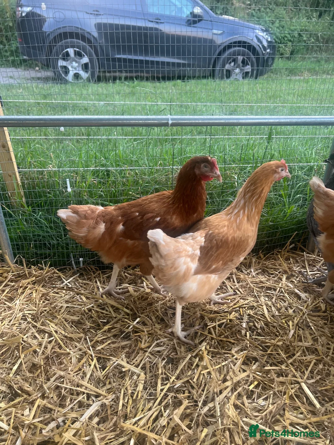 Chickens poultry for sale: Point of lay hybrid pullets (hens) - Advert 2