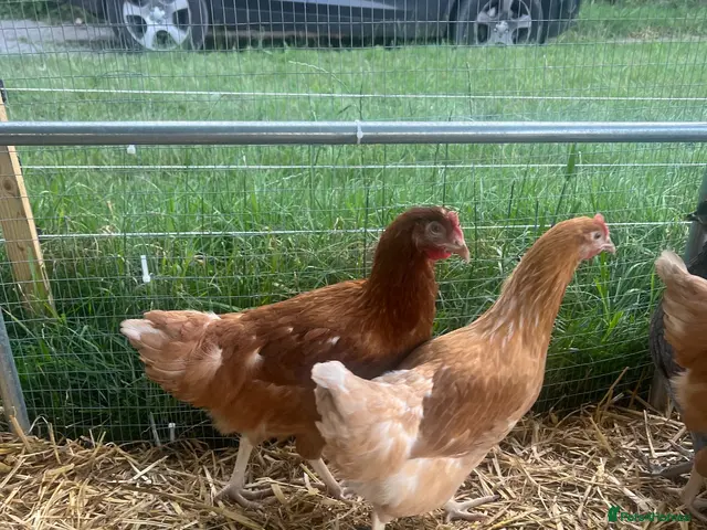 Chickens poultry for sale: Point of lay hybrid pullets (hens) - Advert 2