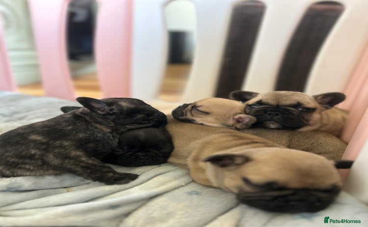 French Bulldog dogs - Advert 1