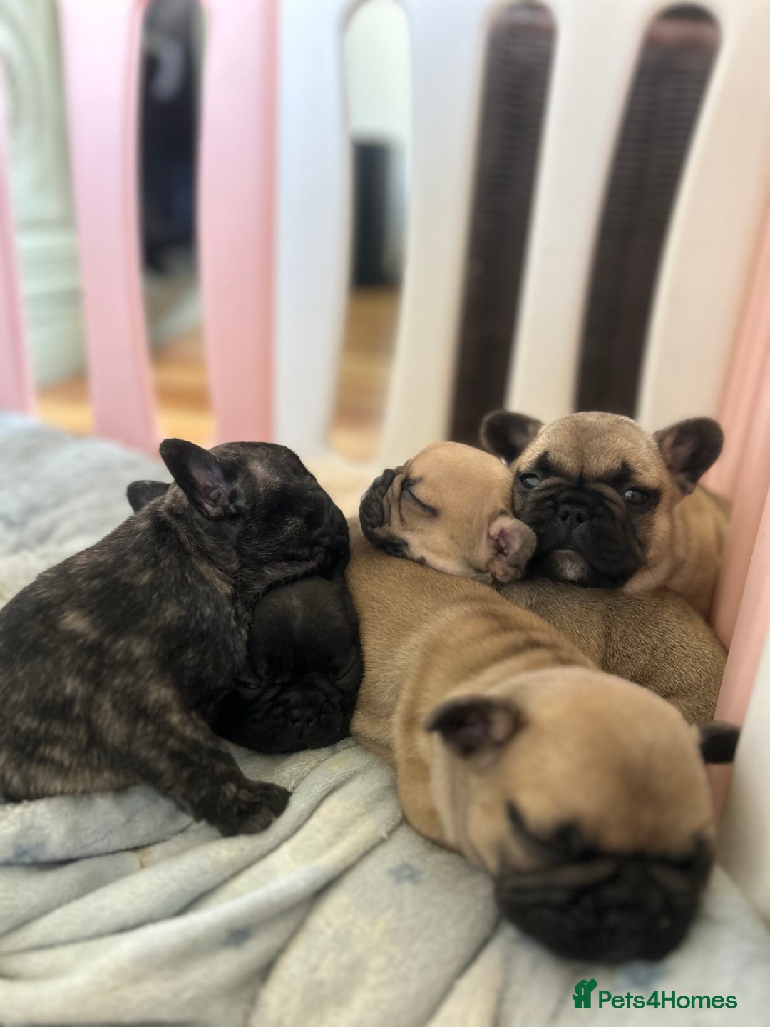French Bulldog dogs for sale: KC wonderful French Bulldog puppies🐾 - Image 1