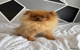 Pomeranian dogs for sale: 6 month old pomeranian  - Image 8