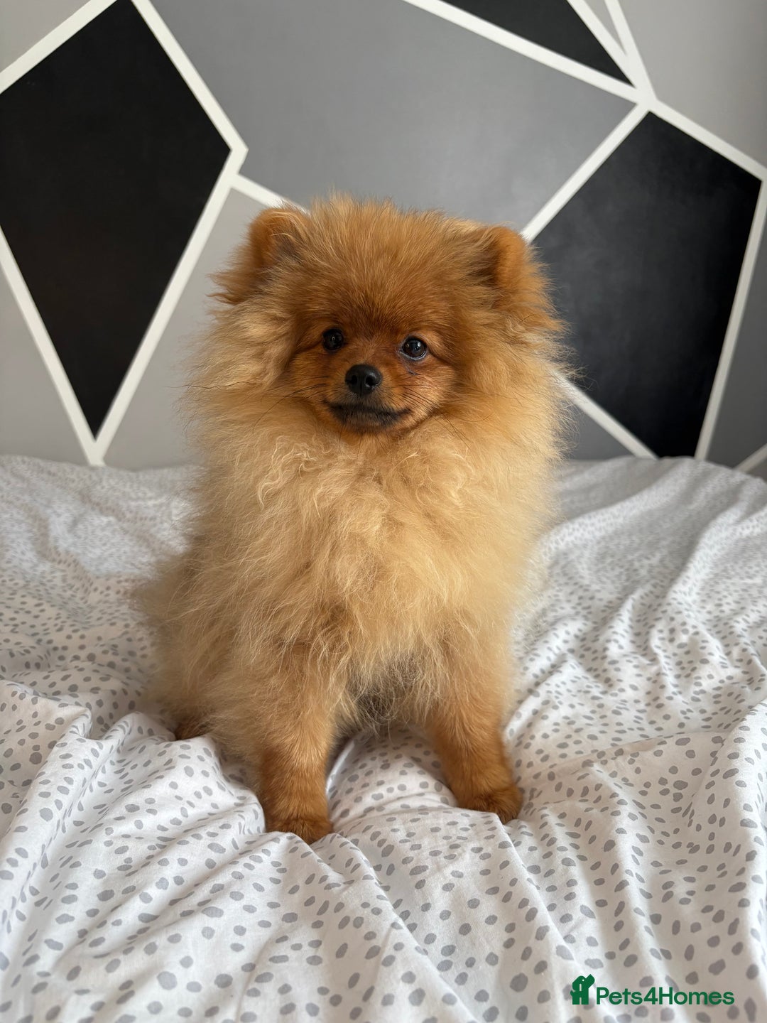 Pomeranian dogs for sale: 6 month old pomeranian  - Image 8