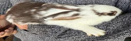 Mixed Breed rabbits for sale: Beautiful Mixed Breed Baby Rabbits  - Advert 12