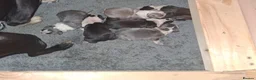 Boston Terrier dogs for sale: Boston Terrier Puppies - Advert 10
