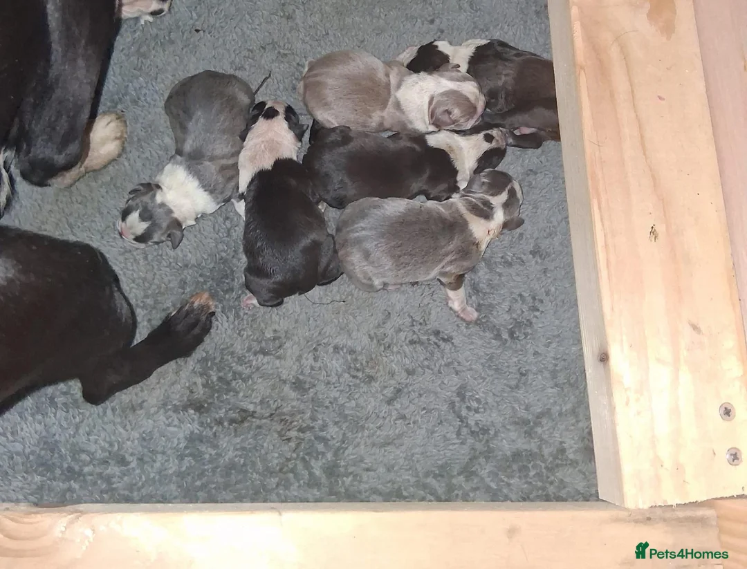 Boston Terrier dogs for sale: Boston Terrier Puppies - Advert 10