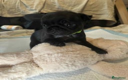 Pug dogs for sale: KCreg pug puppies for sale. - Image 7