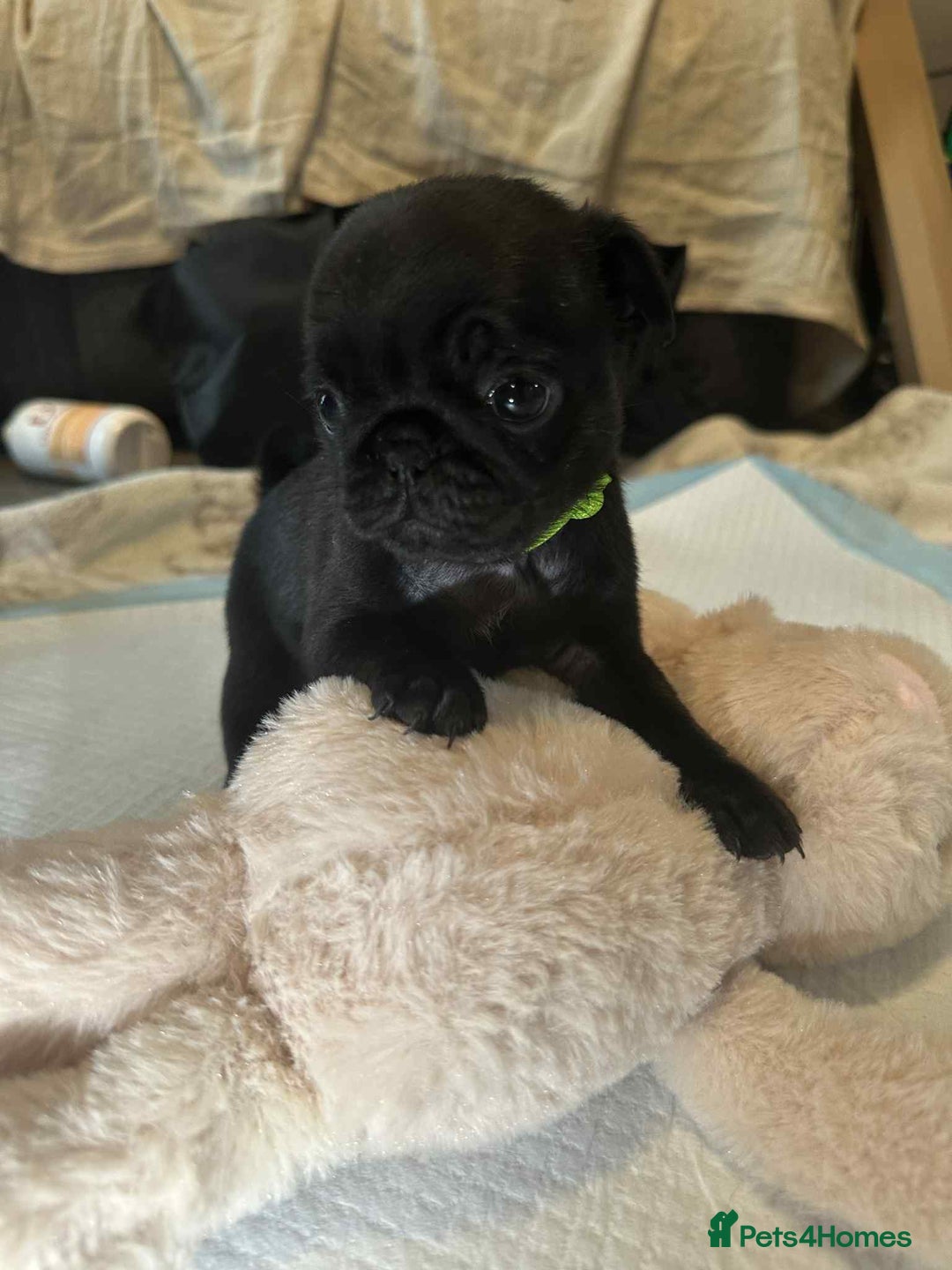 Pug dogs for sale: KCreg pug puppies for sale. - Image 7
