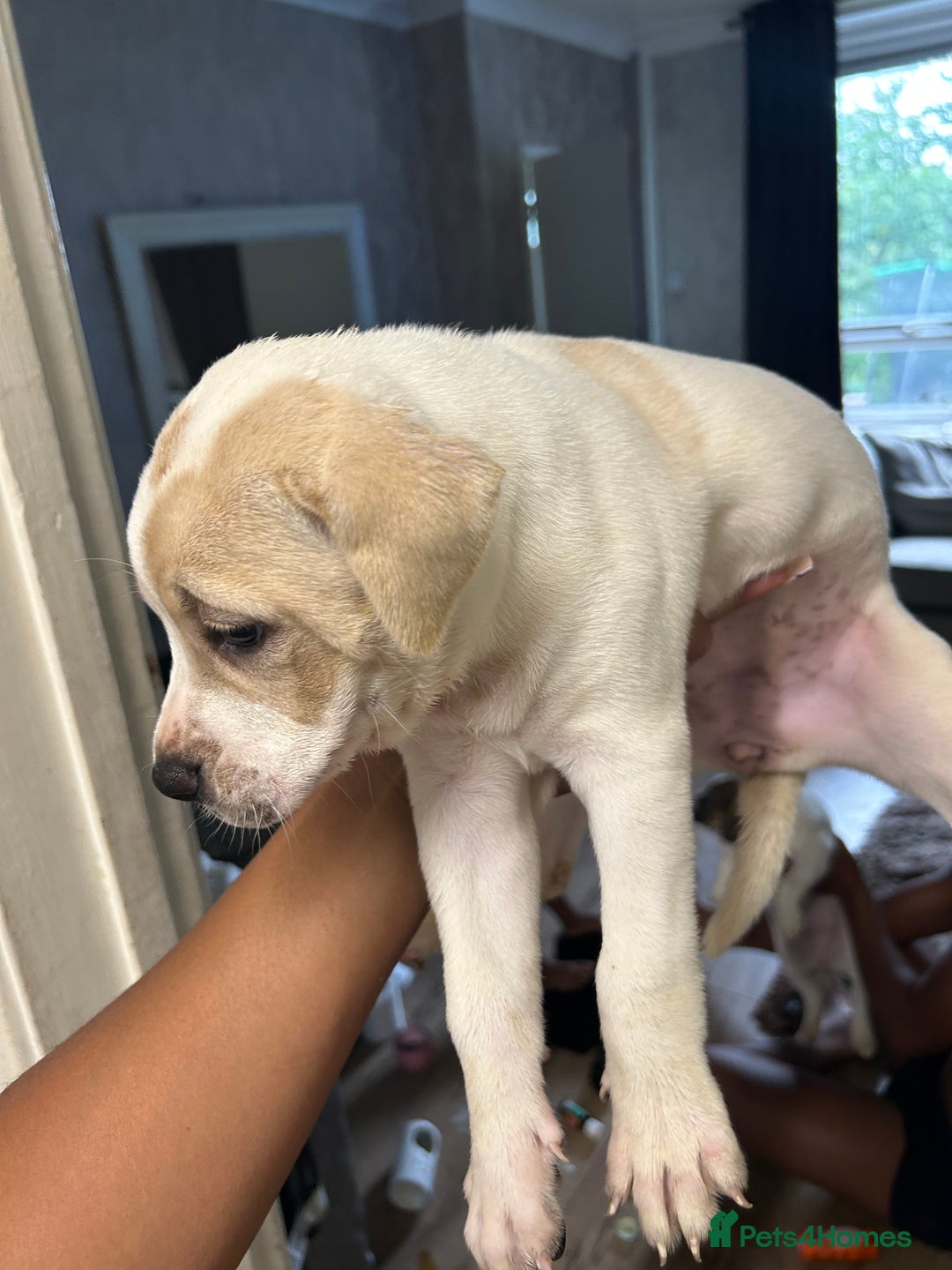 Mixed Breed dogs for sale: 🐾Cocker-Pie (Mini Hippo)s🐾 - Image 7