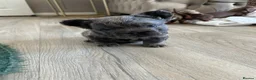 French Bulldog dogs for sale: Visual fluffy French bulldog pups  - Advert 13