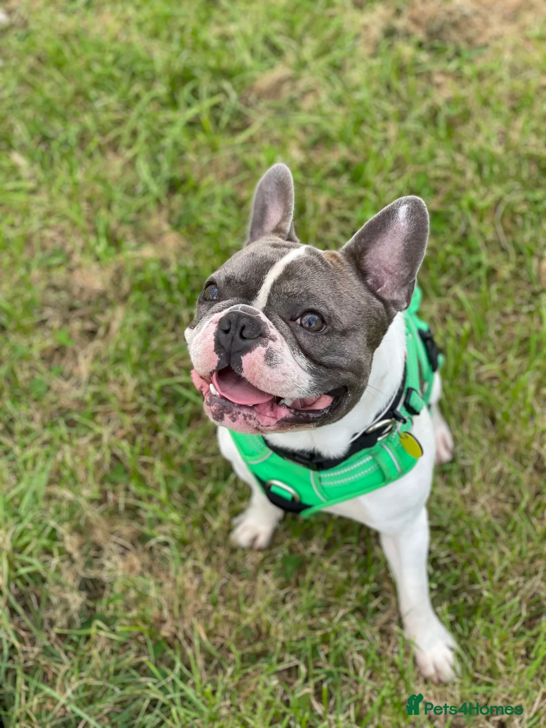 French Bulldog dogs for stud: Chunk Bright & Bubbly! in Leeds - Advert 9