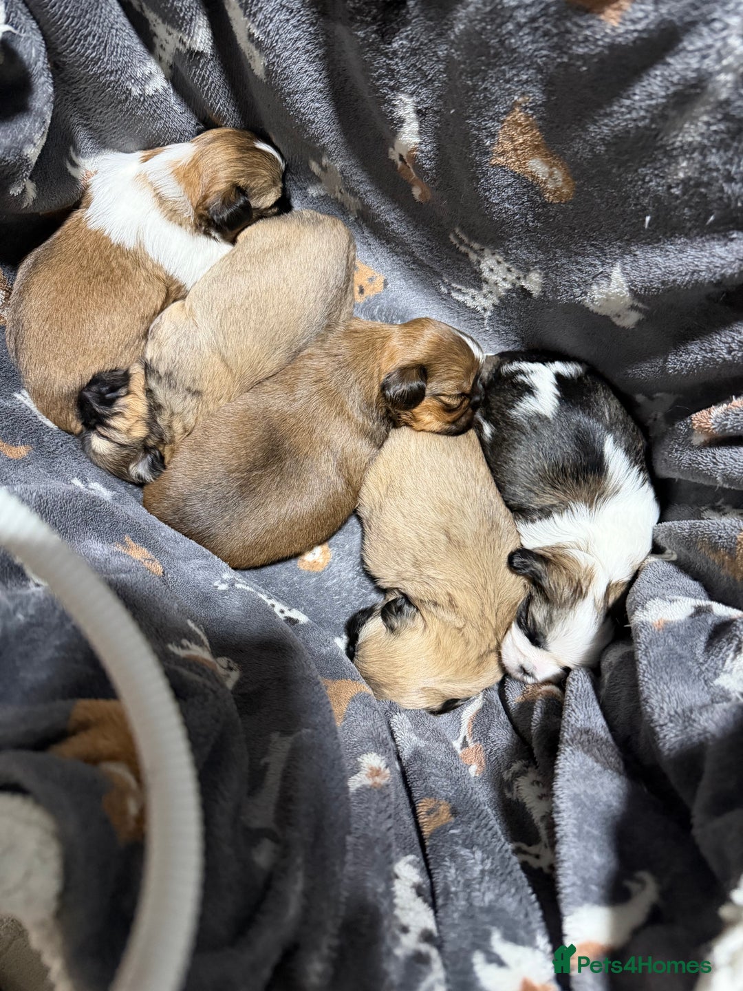 Shih Tzu dogs for sale: Shih Tzu’s  - Advert 26