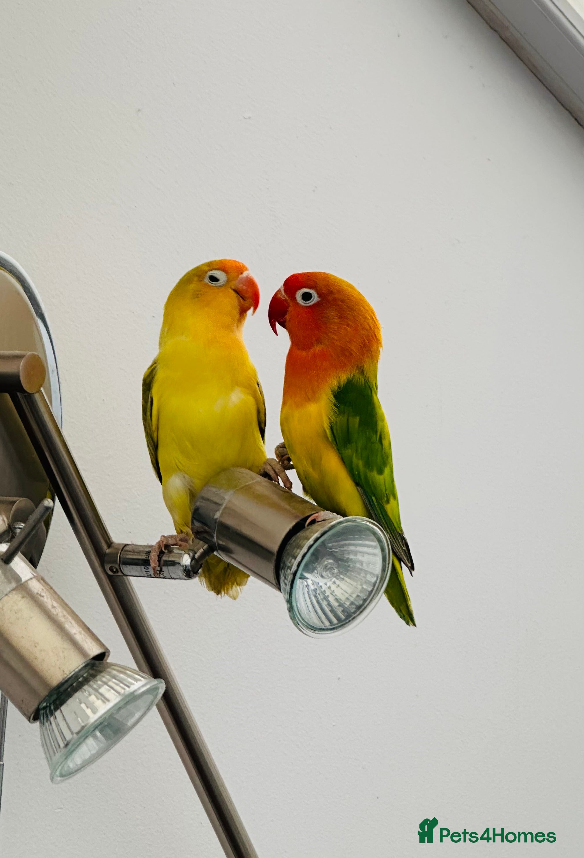 Lovebirds birds Bonded pair of lovebirds + cage & food - Advert 2