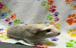 Guinea Pig rodents for sale: Guinea pigs for sale  - Image 15