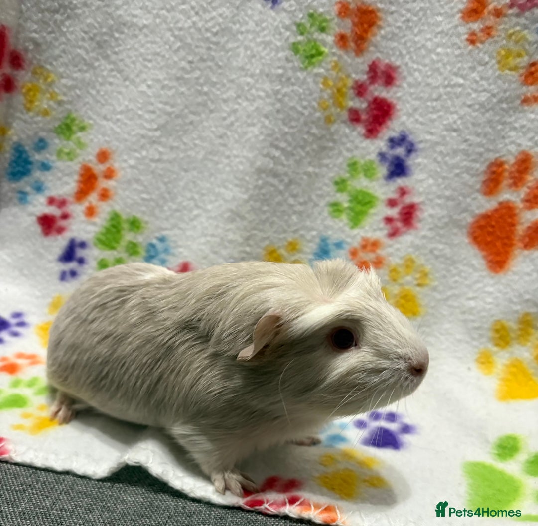 Guinea Pig rodents for sale: Guinea pigs for sale  - Image 15