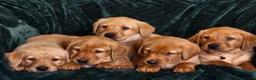 Labrador Retriever dogs for sale: ⭐⭐7 Beautiful Fox Red Labrador Pups Ready Soon!⭐⭐️ - Advert 7