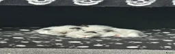 Ragdoll cats for sale: Purebred Ragdoll Kittens  - Advert 4