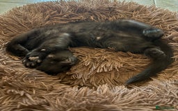 British Shorthair cats for sale: 🐾 Adorable Baby Kittens for Sale! 🐾 - Image 9