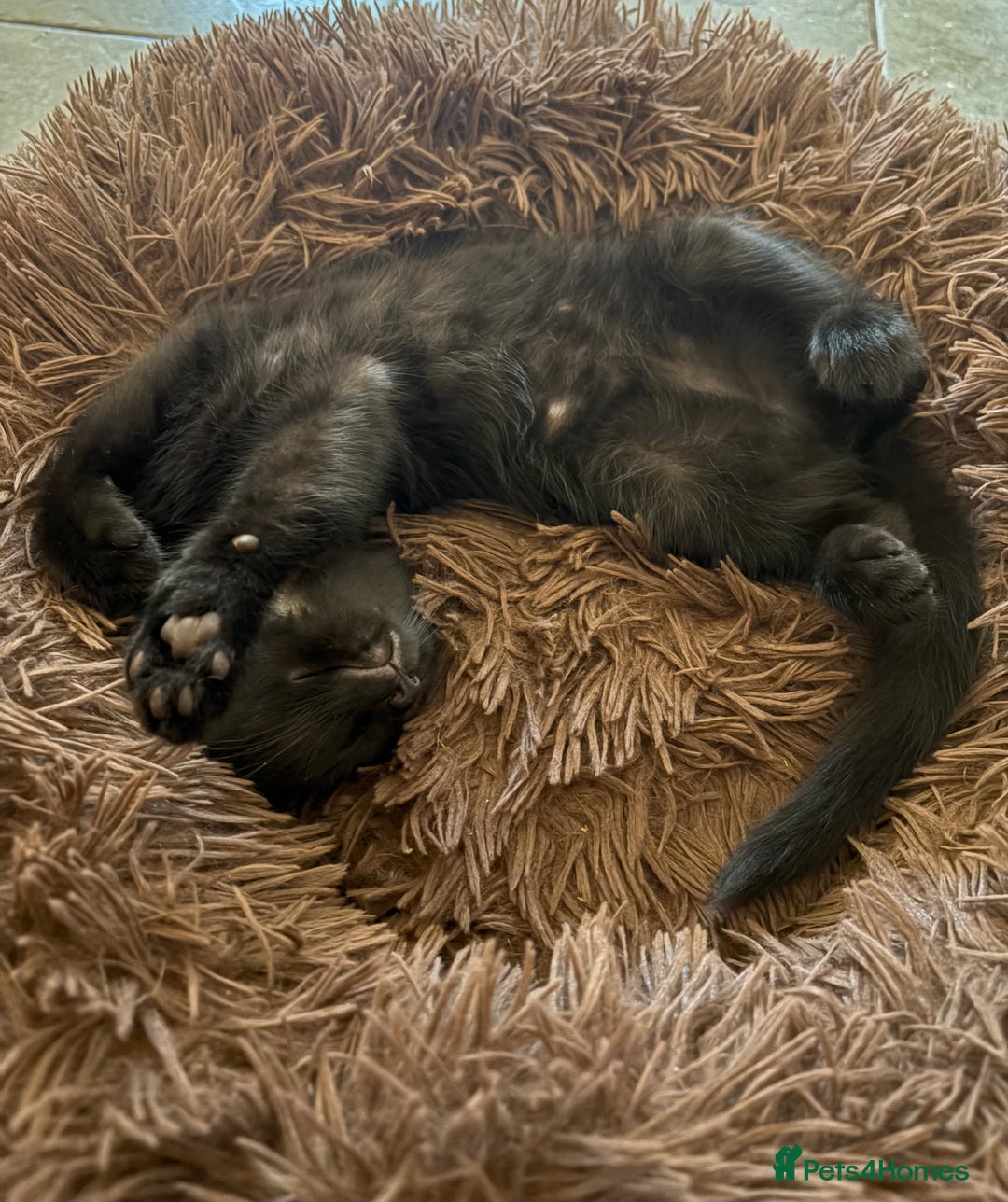 British Shorthair cats for sale: 🐾 Adorable Baby Kittens for Sale! 🐾 - Image 9