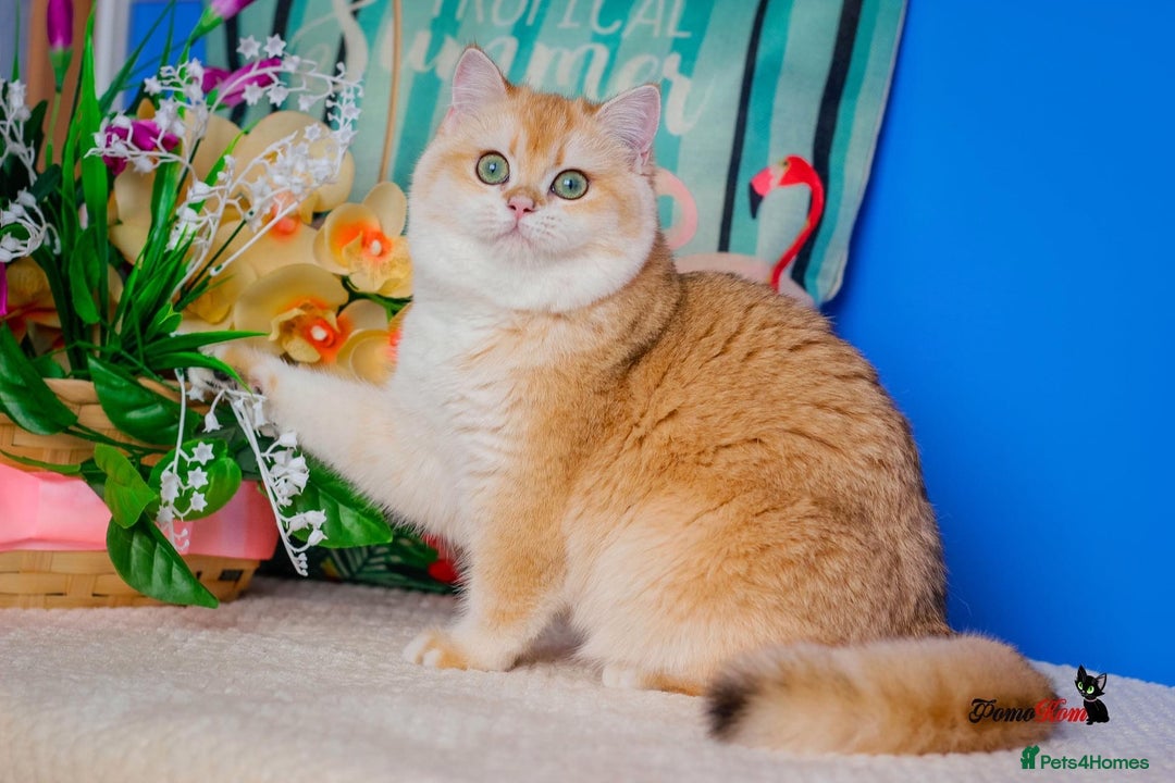 British Shorthair cats for sale: GCCF reg British Shorthair Chocolate Gold Kittens  in London - Image 6