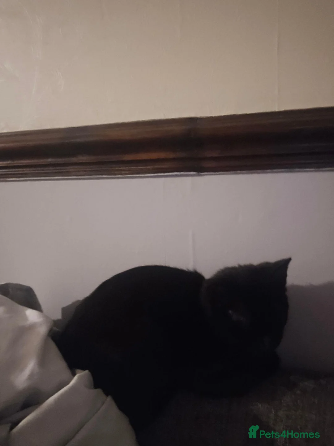 British Shorthair cats for sale: Black kitten  - Advert 5