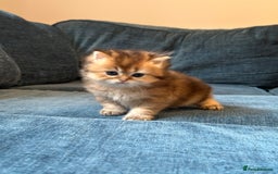 British Longhair cats for sale: Rare Golden Shaded British Longhair Girl Teddy  - Image 23