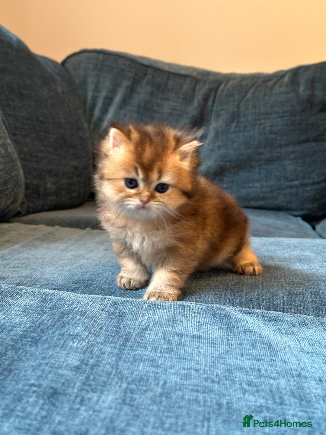 British Longhair cats for sale: Rare Golden Shaded British Longhair Girl Teddy  - Image 23